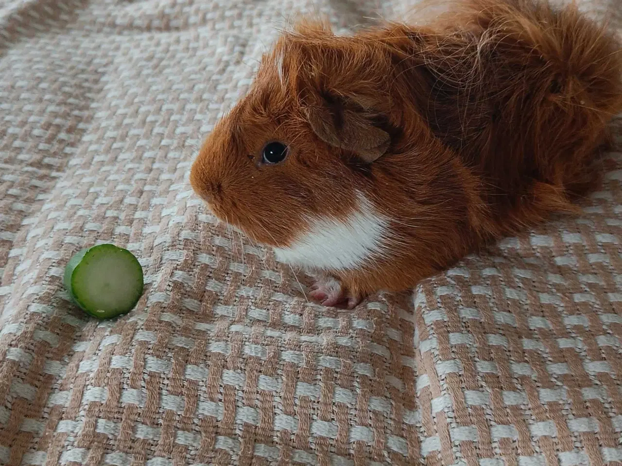 Billede 1 - Baloo søger kærligt hjem