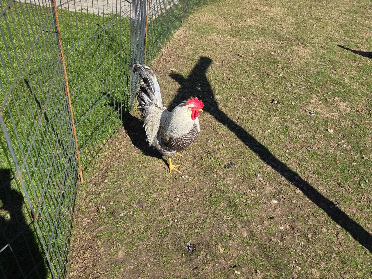 Billede 1 - Creme legbar hane ren race 