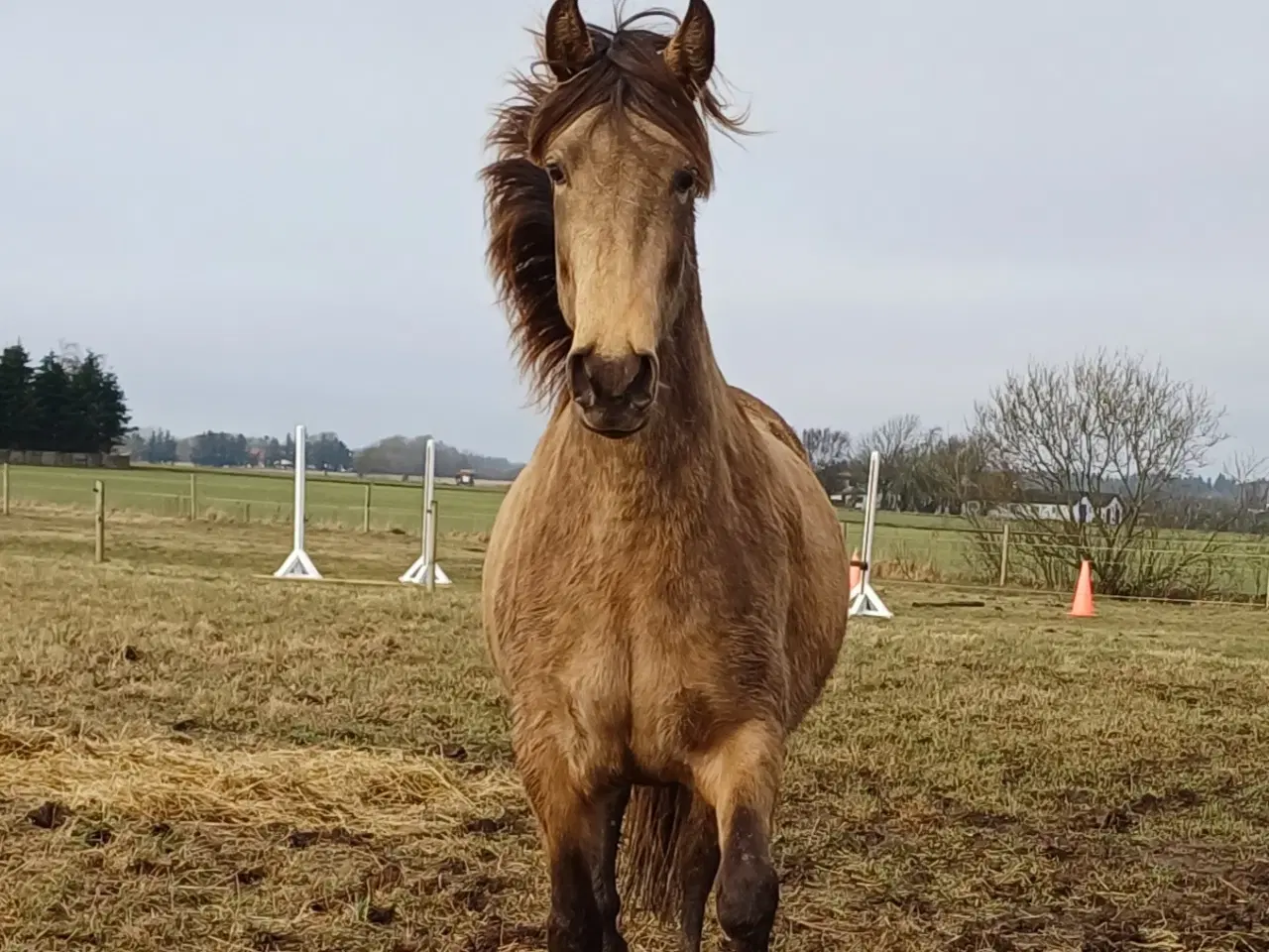 Billede 7 - Rocky mountain × Paso Peruano 