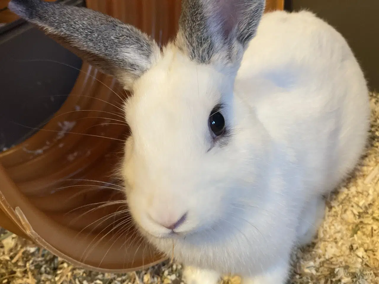 Billede 1 - Nutsi søger nye græsgange