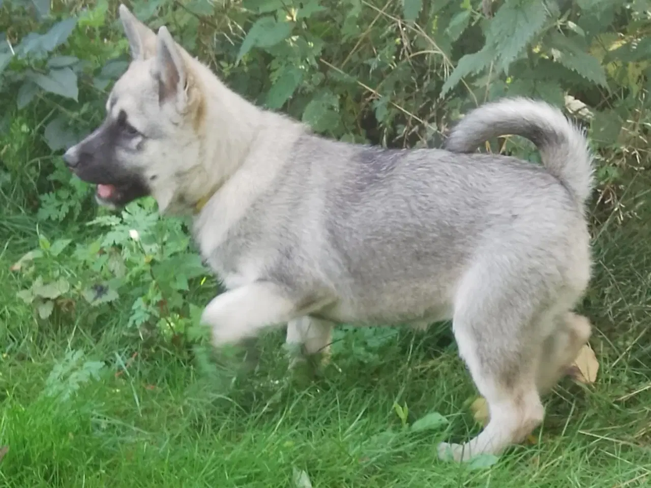 Billede 10 - Husky blandinger 
