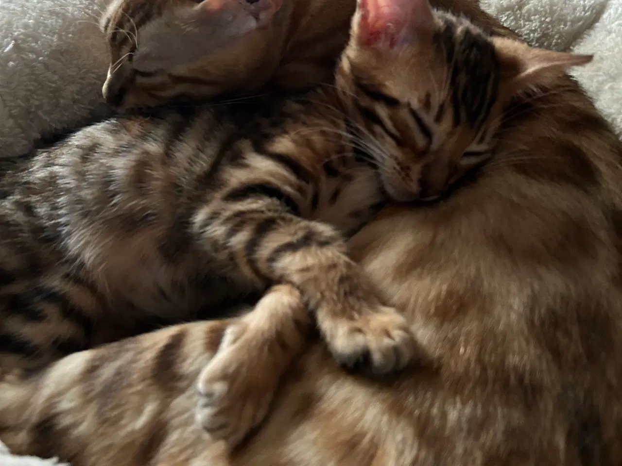 Billede 10 - Bengal Kitten 