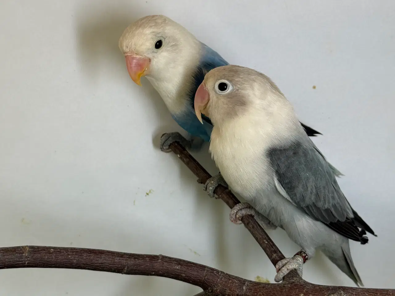 Billede 3 - Rødhovedet dværgpapegøje