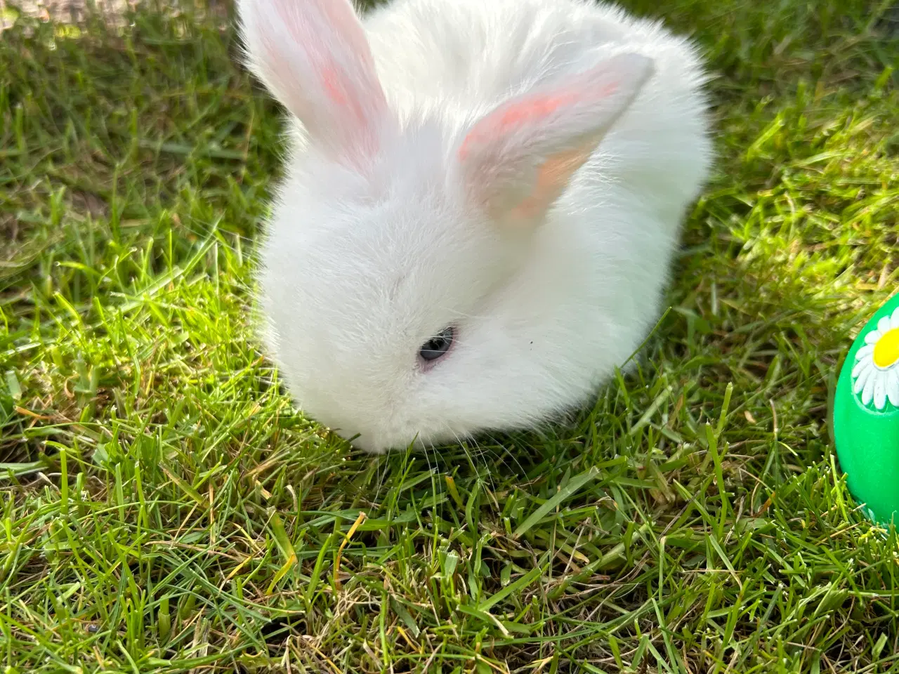 Billede 3 - Mini lop kanin 