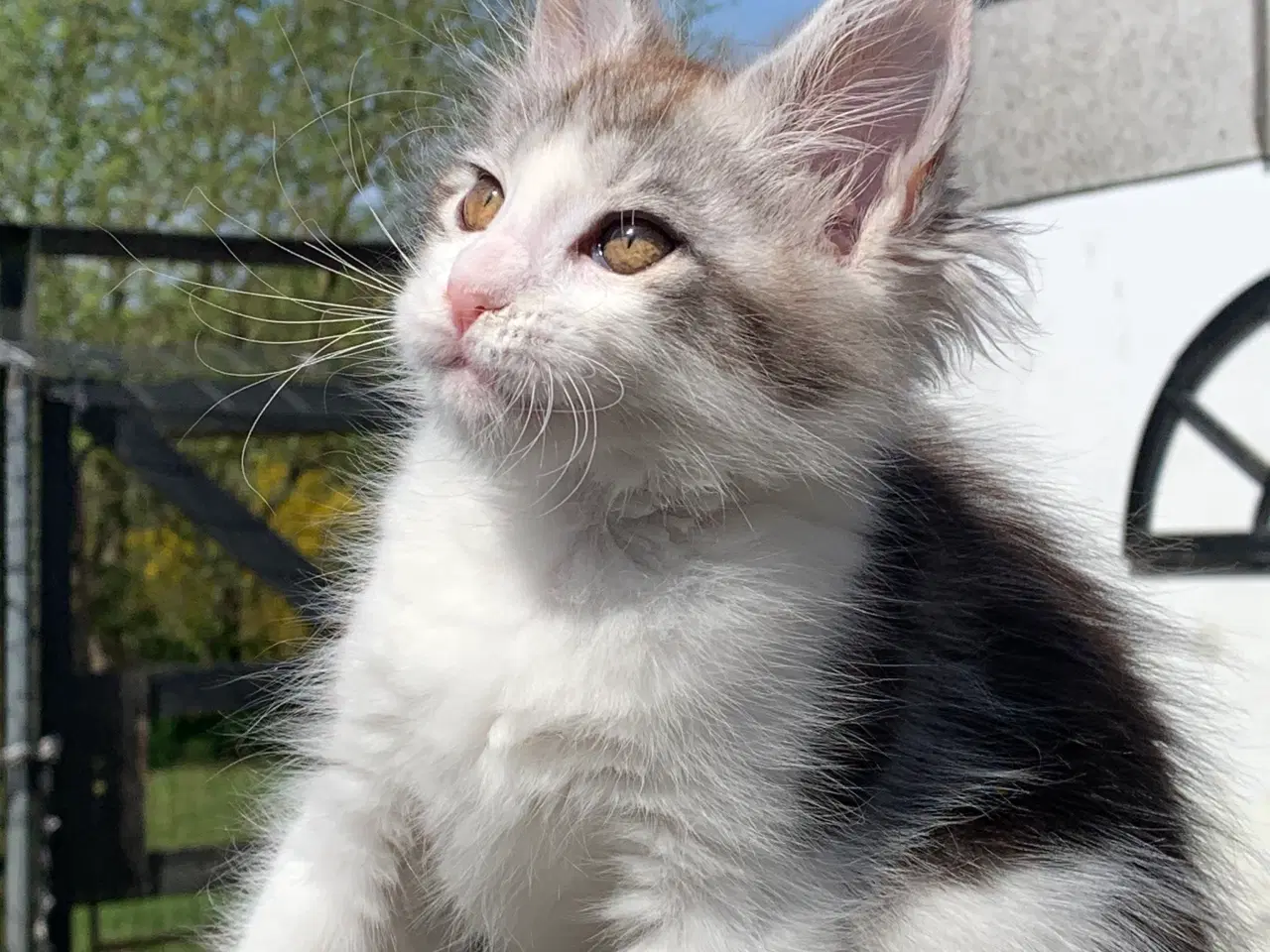 Billede 6 - Maine Coon hun killing med stamtavle
