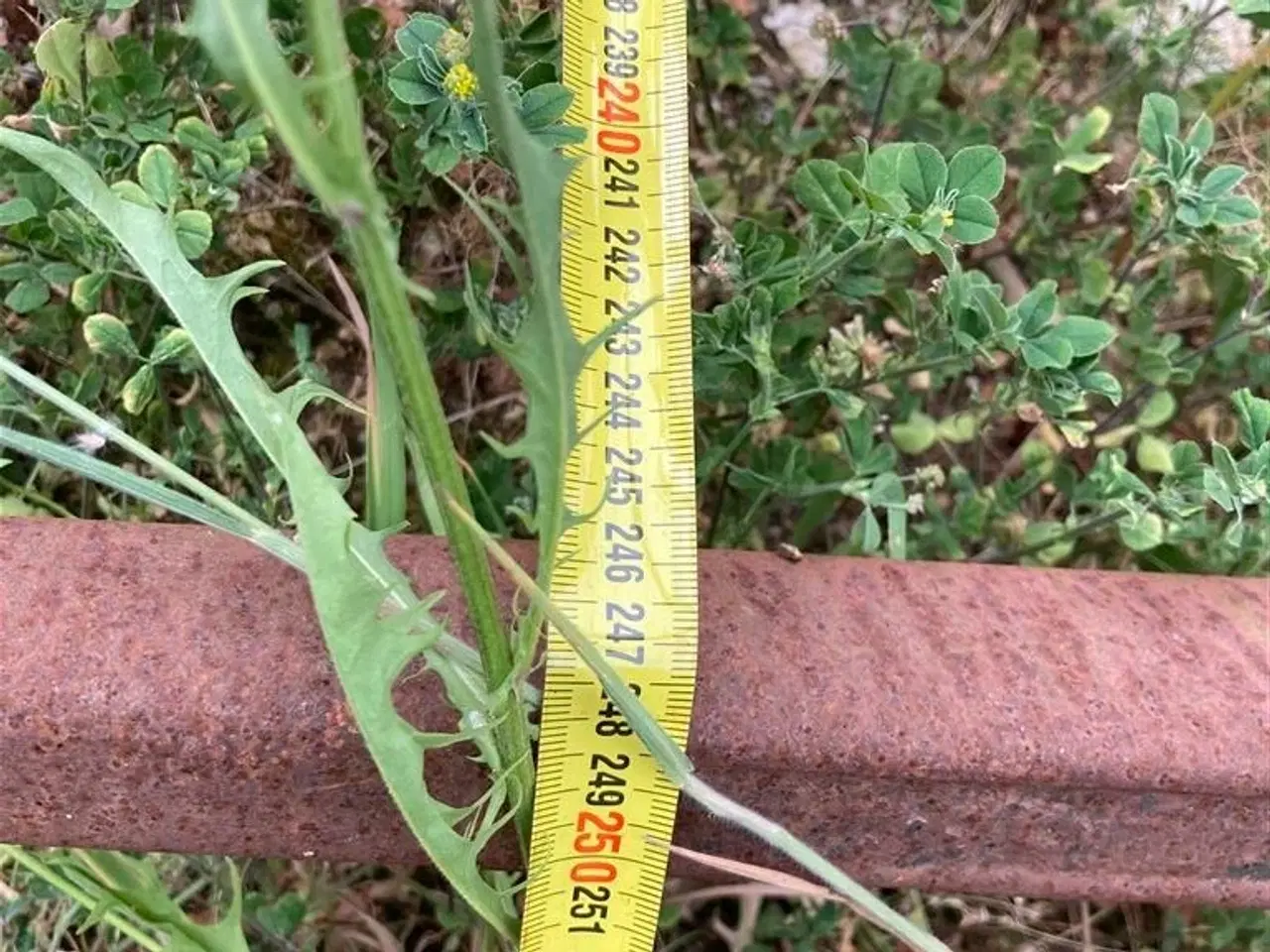 Billede 11 - Conor Skæreklo / Silocut