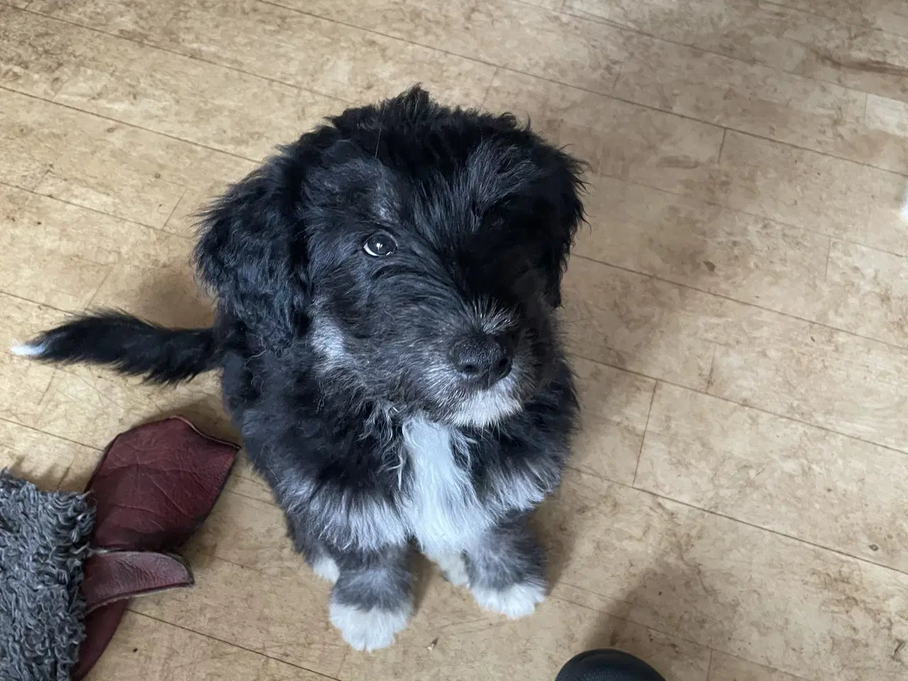 Billede 3 - Golden Doodle & Alaskan Malamute Hvalpe