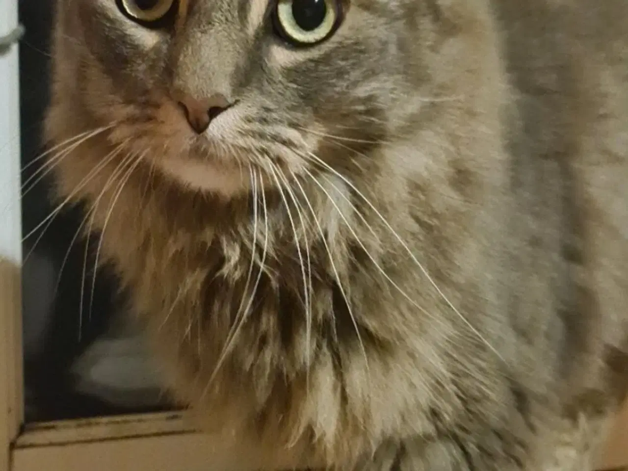 Billede 4 - Skønne katte