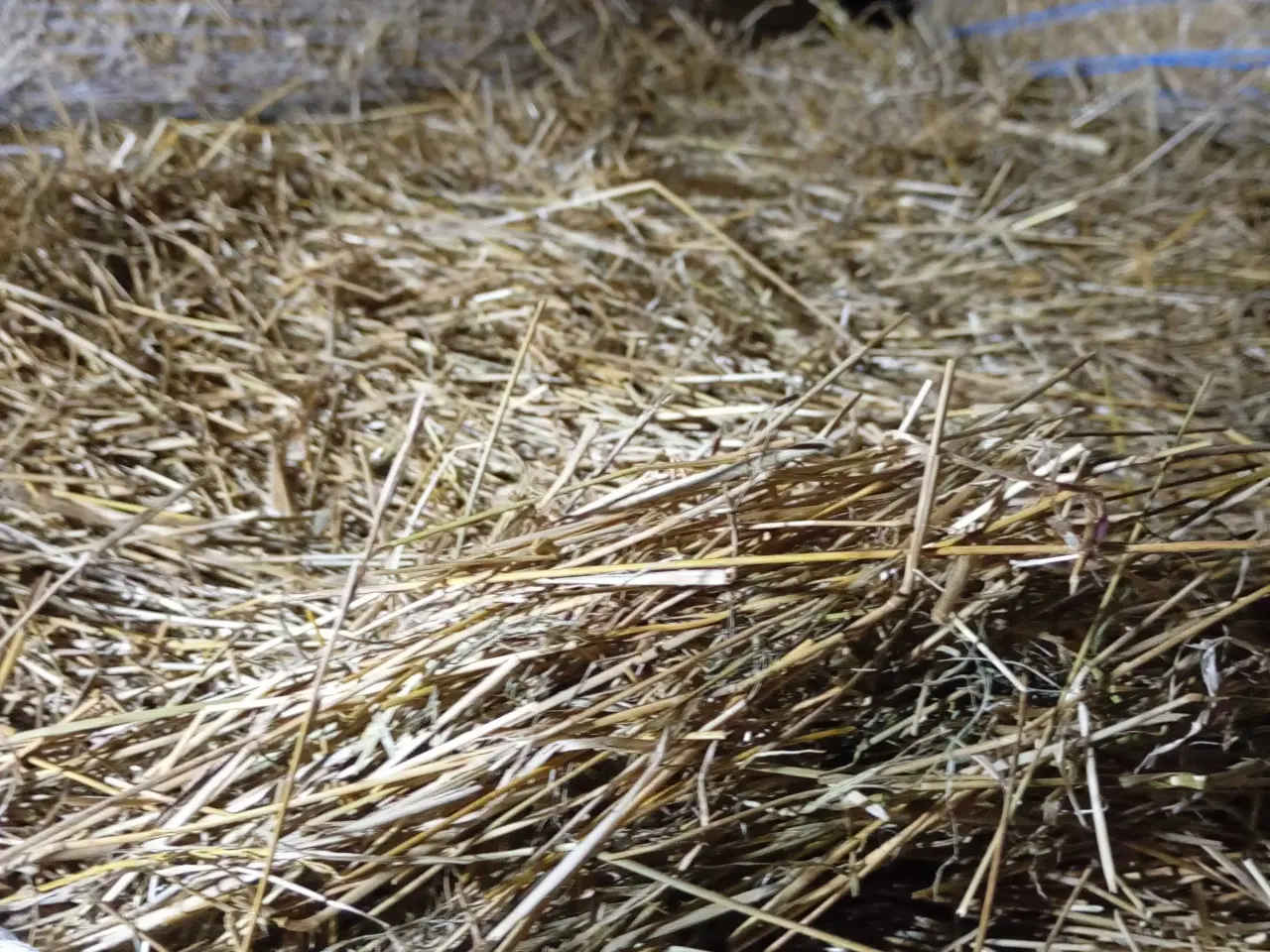 Billede 4 - Frøgræs halm