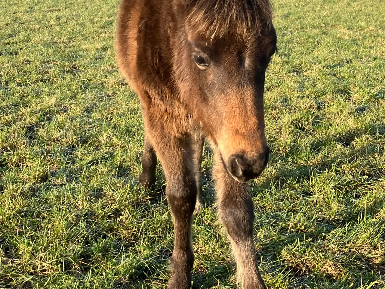 Billede 1 - Hoppeføl fra 2025