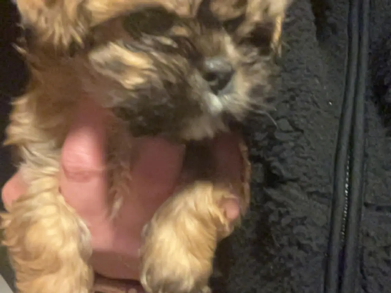 Billede 1 - Cava tzu hvalpe sælges 