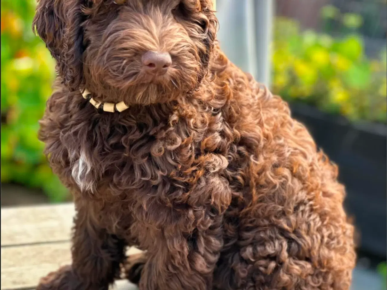 Billede 1 - Labradoodlehvalpe til foråret