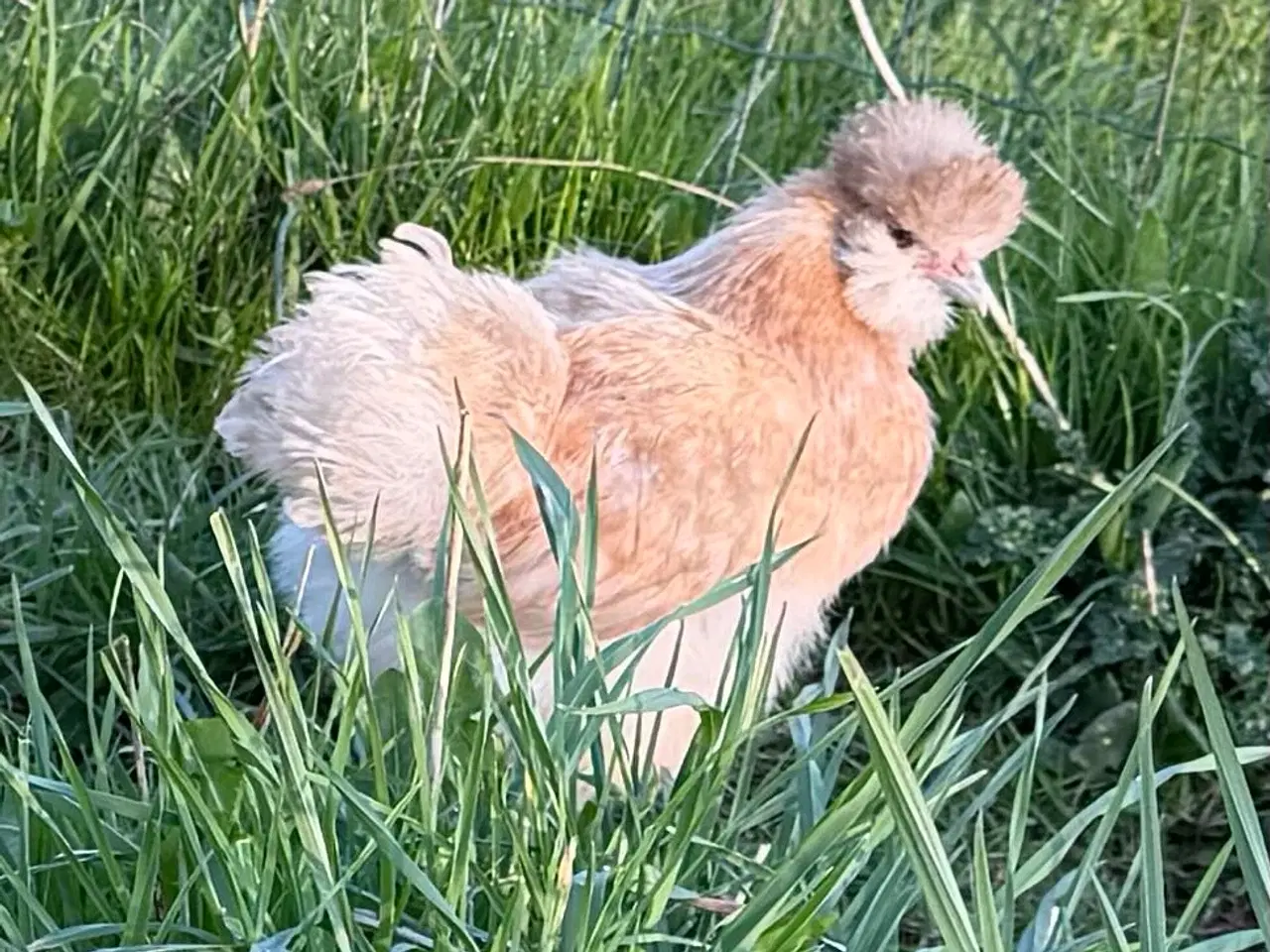 Billede 5 - Silker en kochin og blandings hane