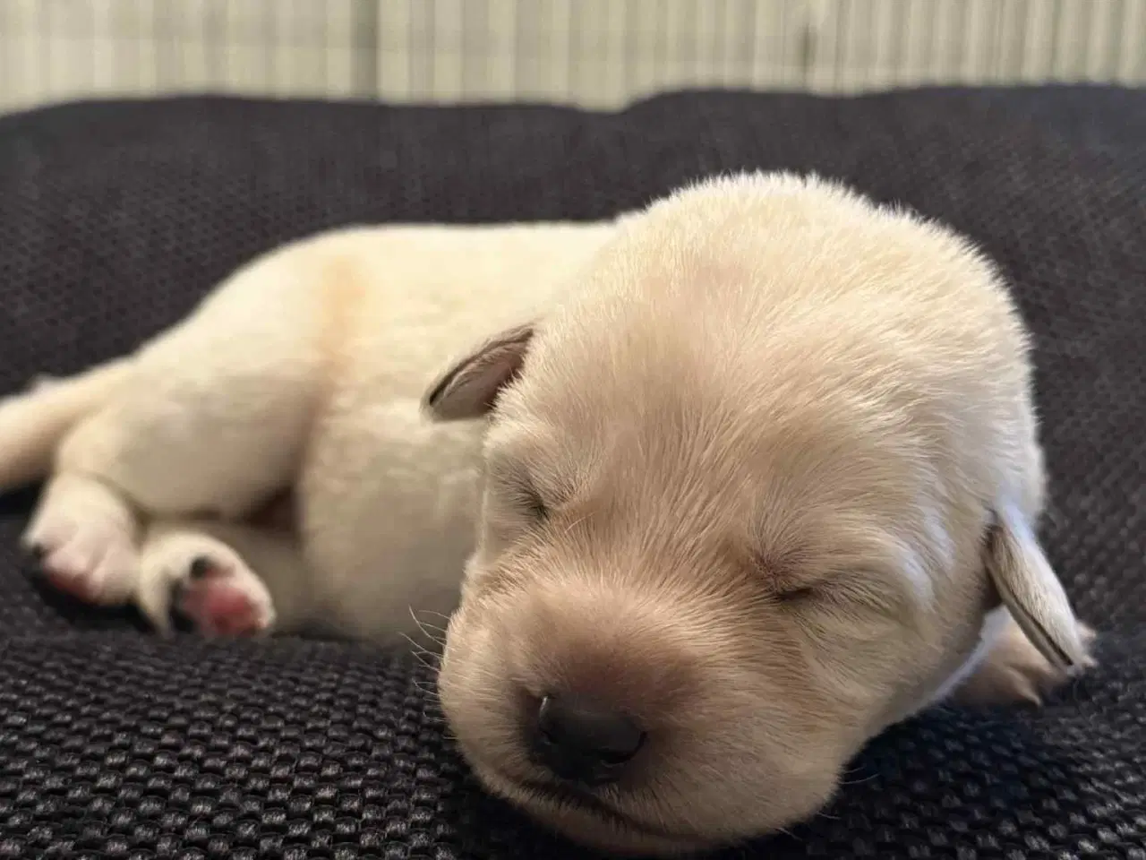 Billede 14 - Ønsker du en hund i julegave