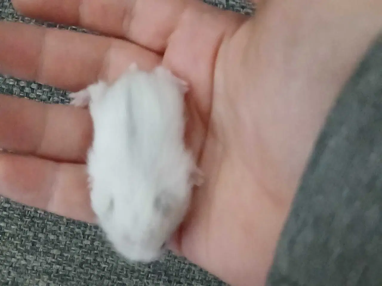 Billede 5 - Dværghamster unger 