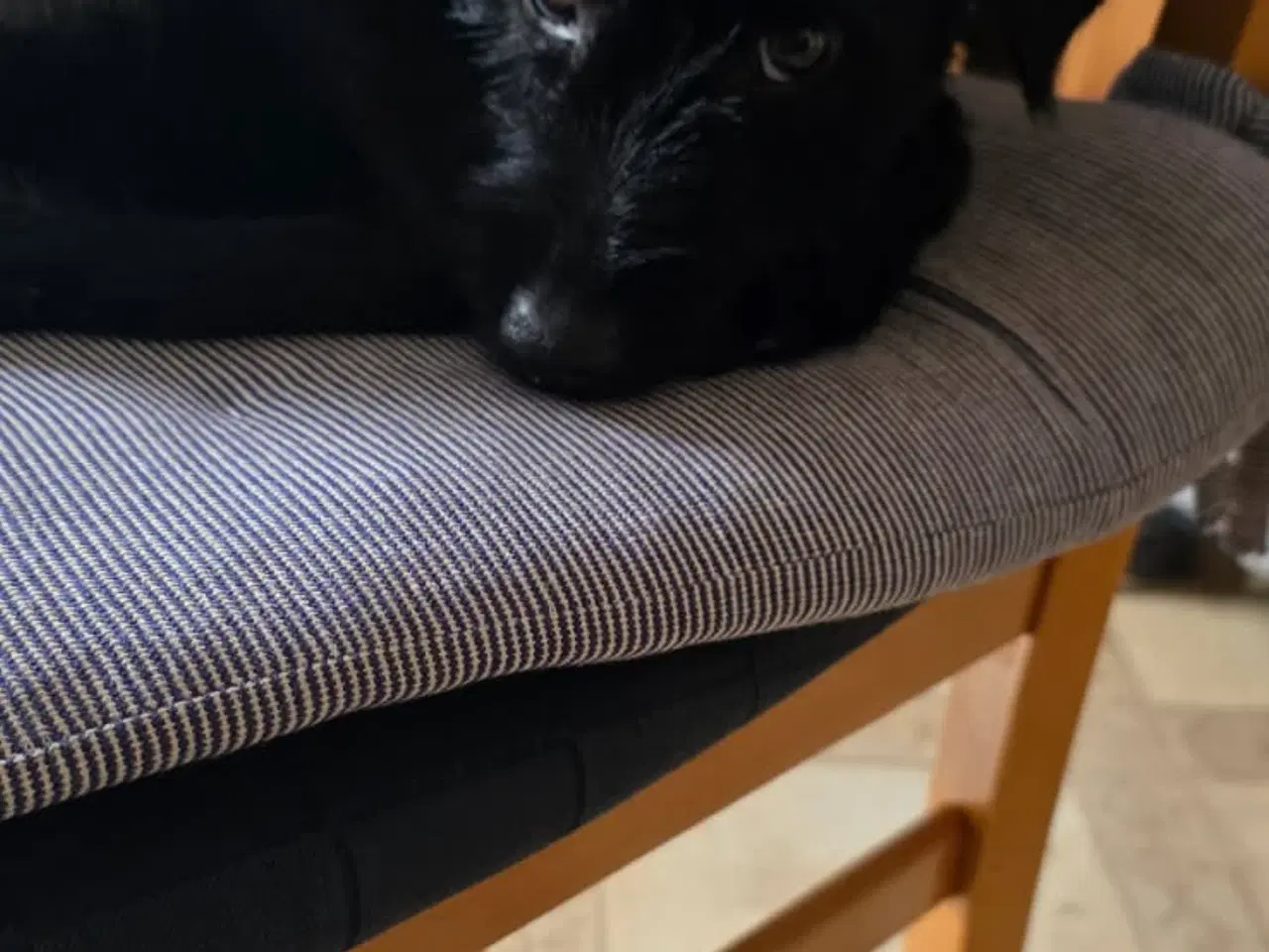 Billede 4 - Puddelblanding med yorksie terrie 