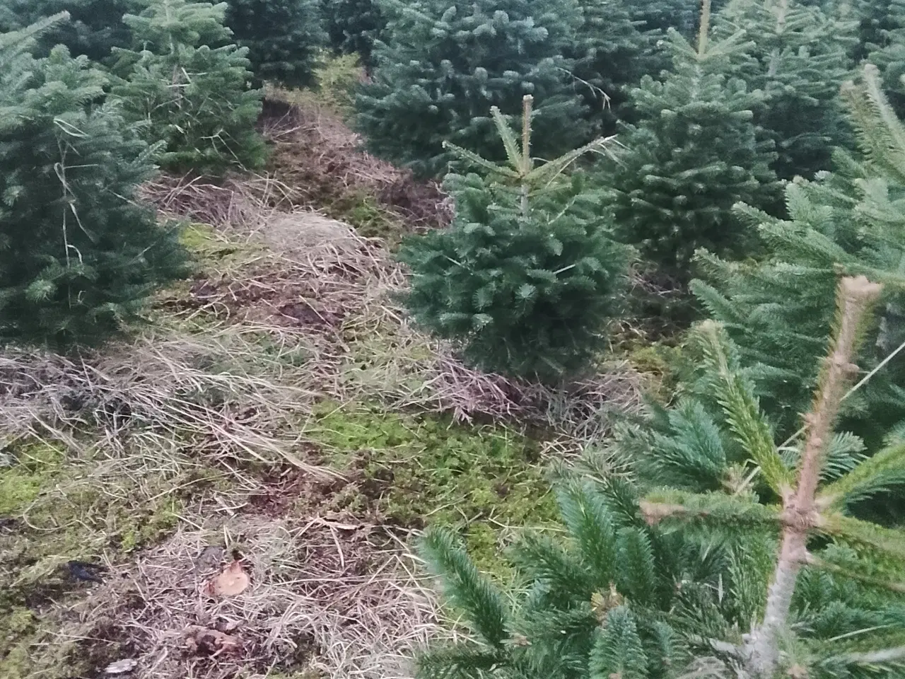 Billede 2 - Købes og søges til forpagtning