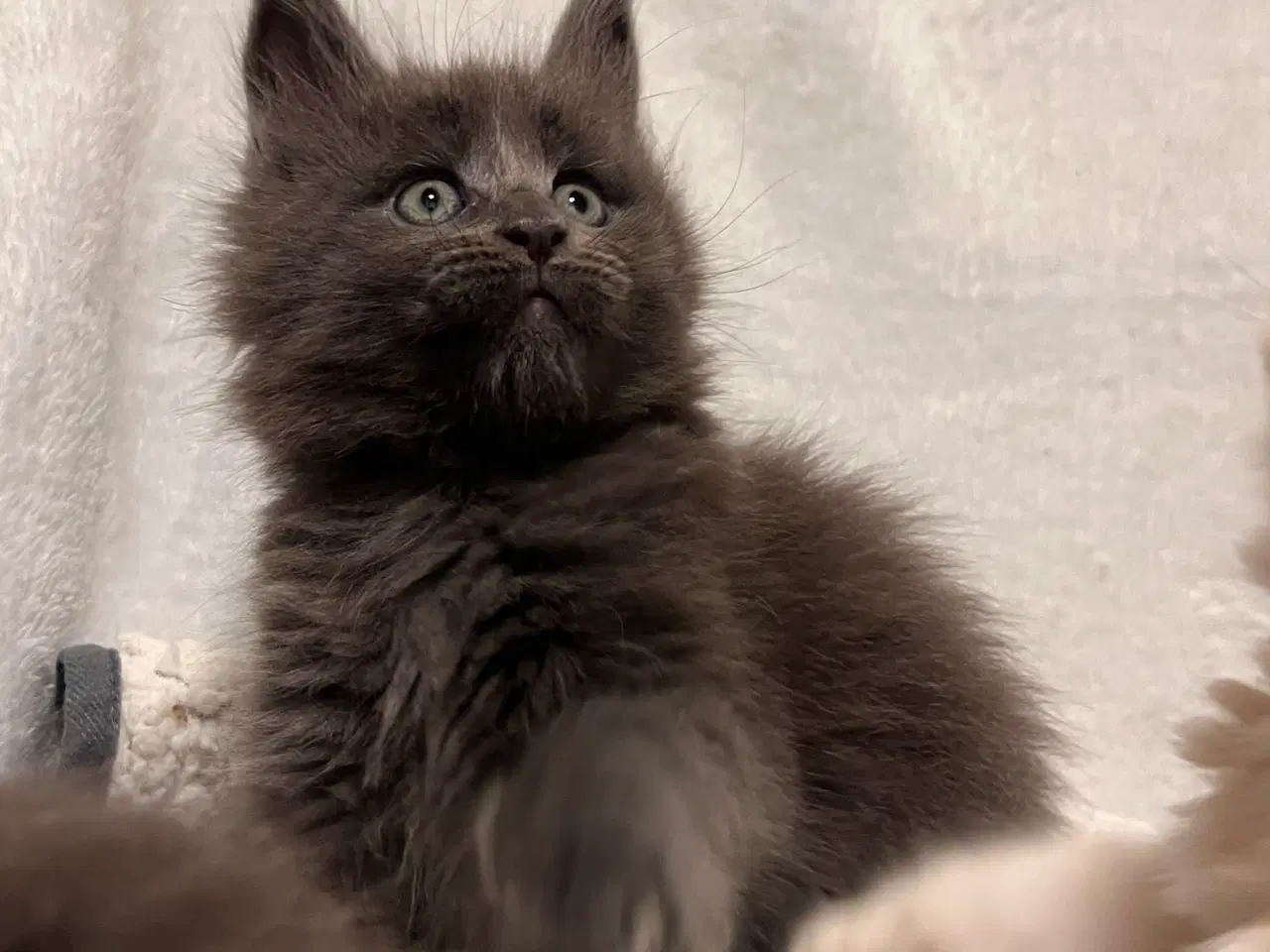 Billede 10 - Mainecoon killing 