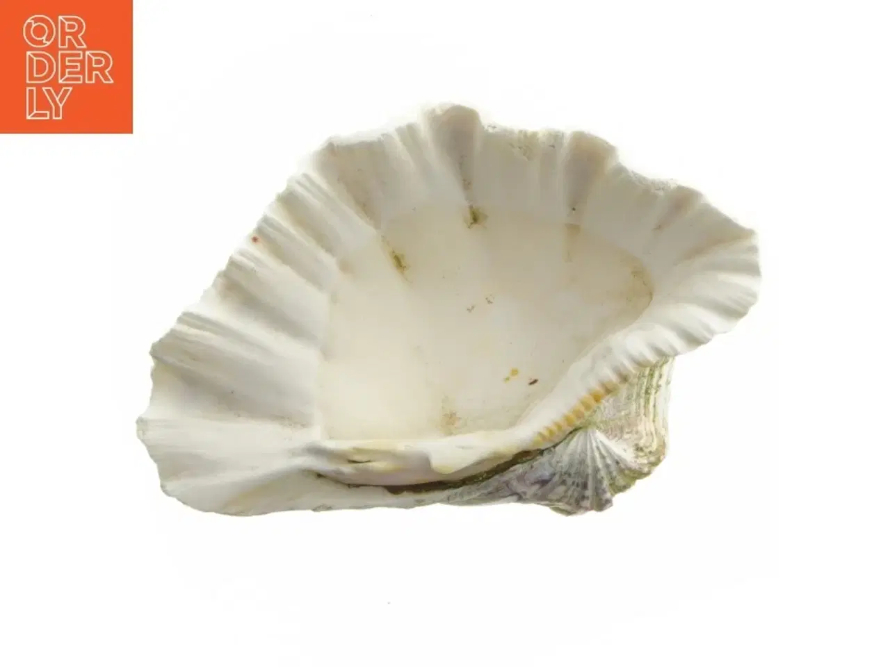 Billede 2 - Stor muslingeskal (str. 21 cm)