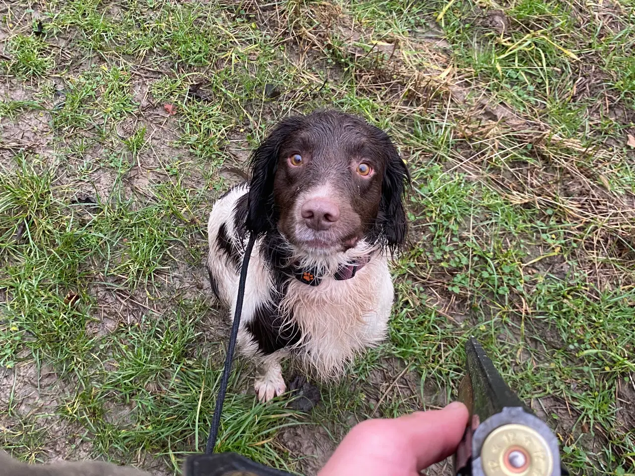 Billede 4 - Springer Spaniel