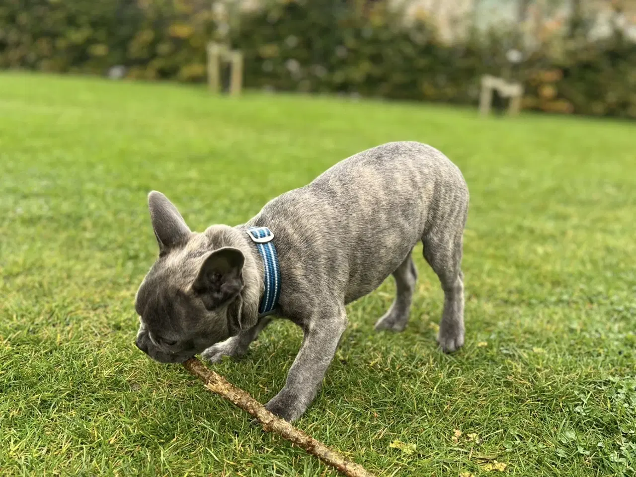 Billede 5 - 🐾Hvalp søger nyt kærligt hjem🐾