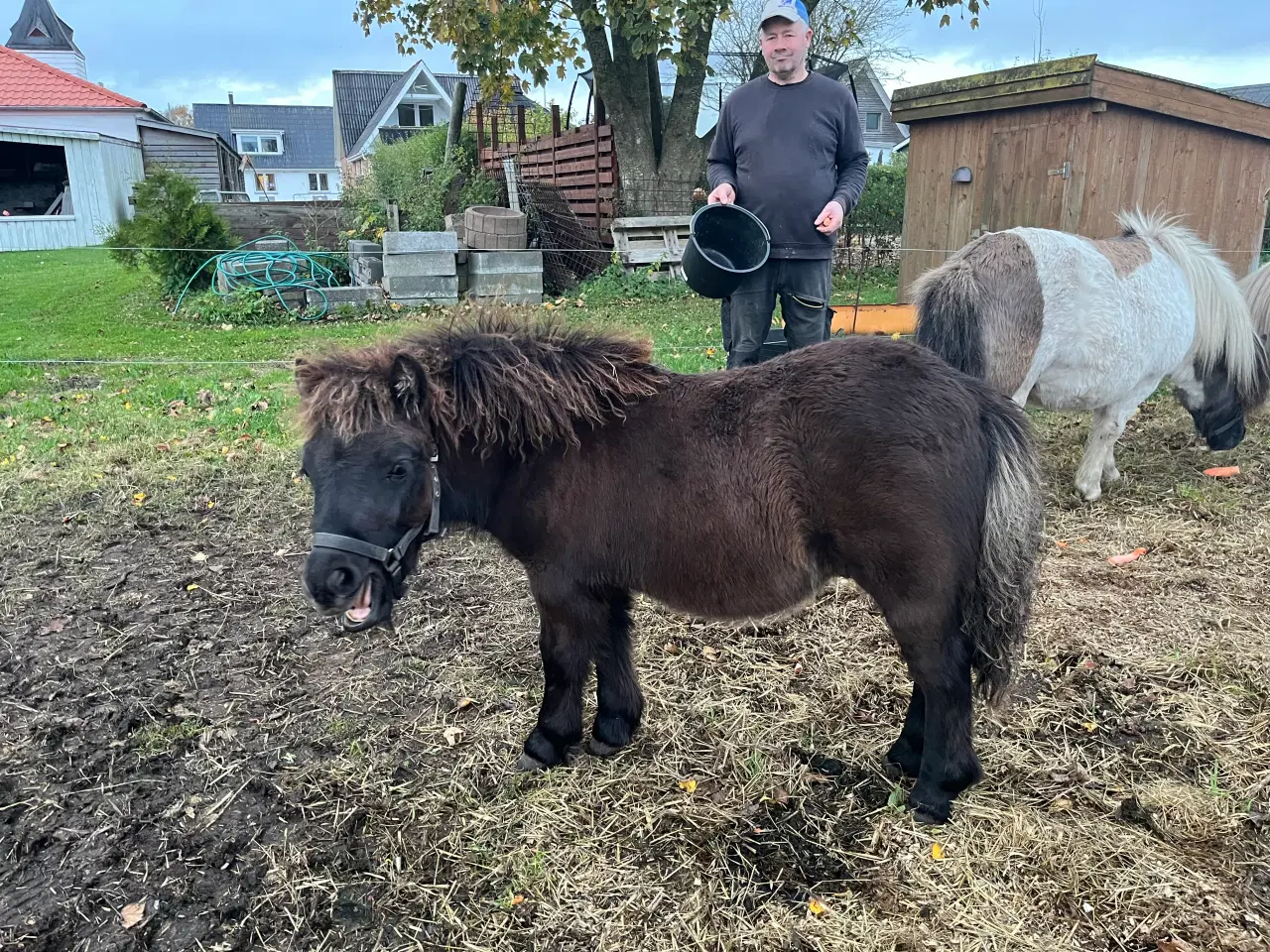 Billede 2 - Hingst - Bailey sælges - fuld stamtavle