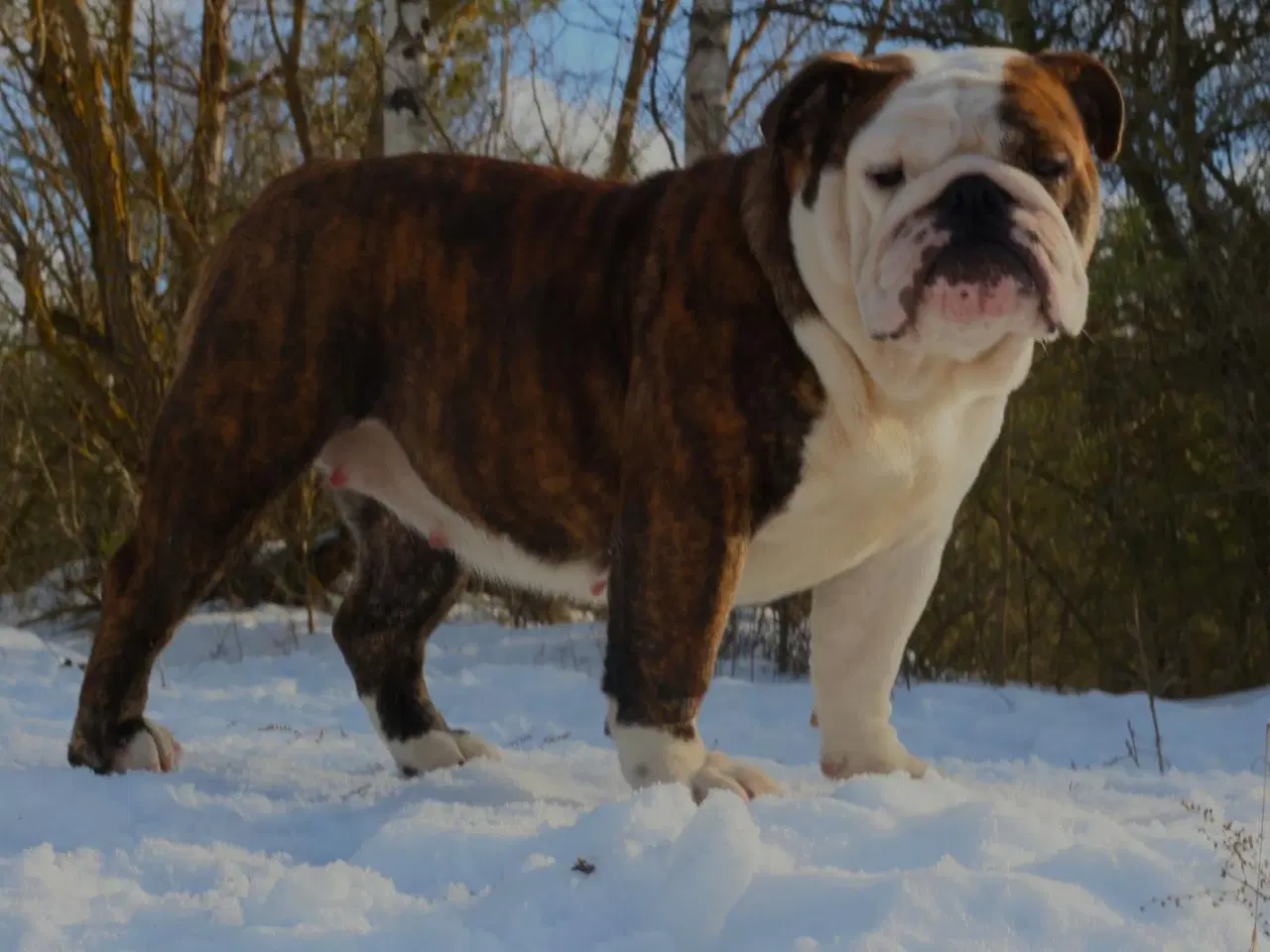 Billede 5 - Engelsk Bulldog hvalp