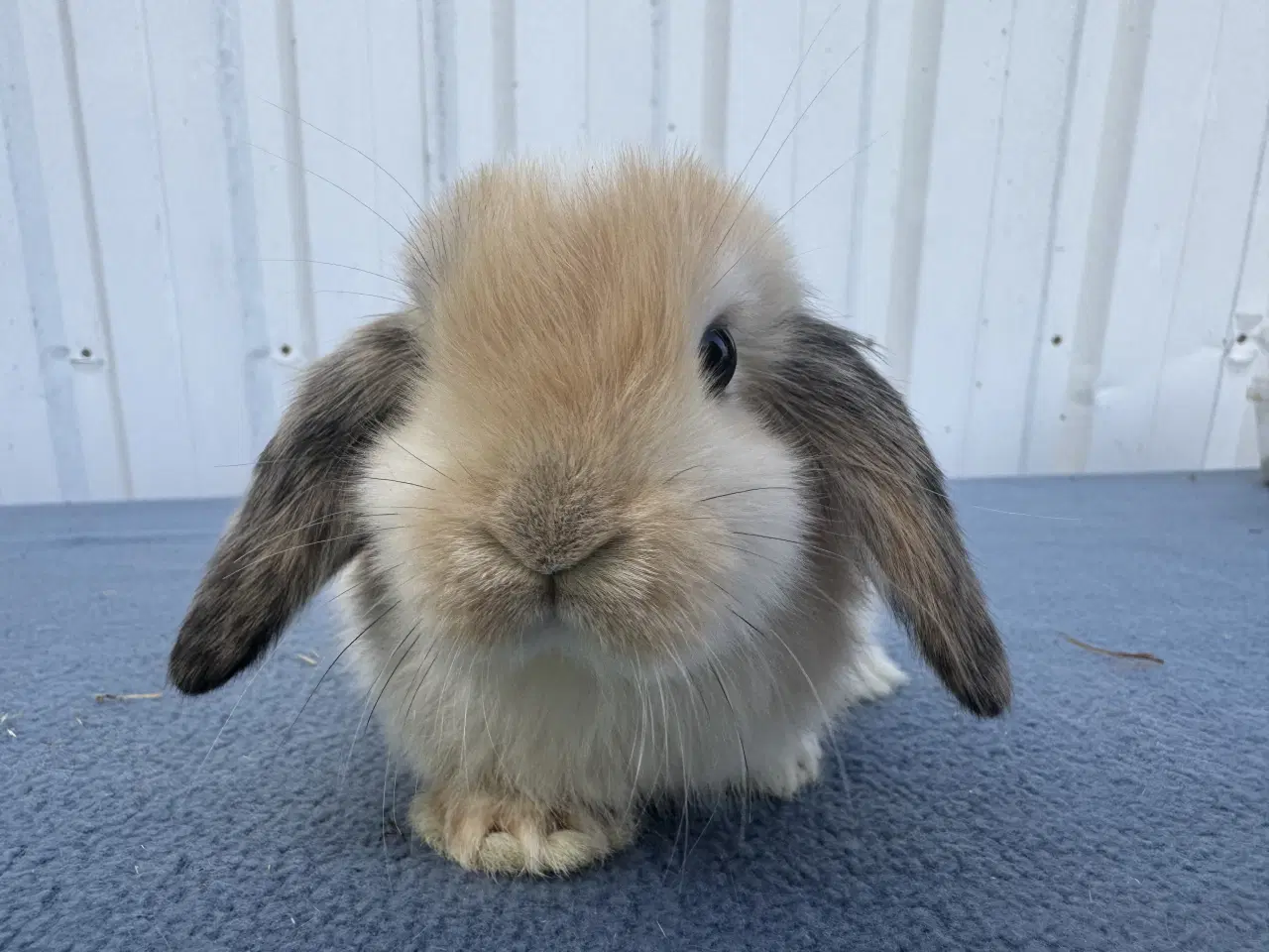 Billede 1 - Dværgvædder/Mini lop hunkanin