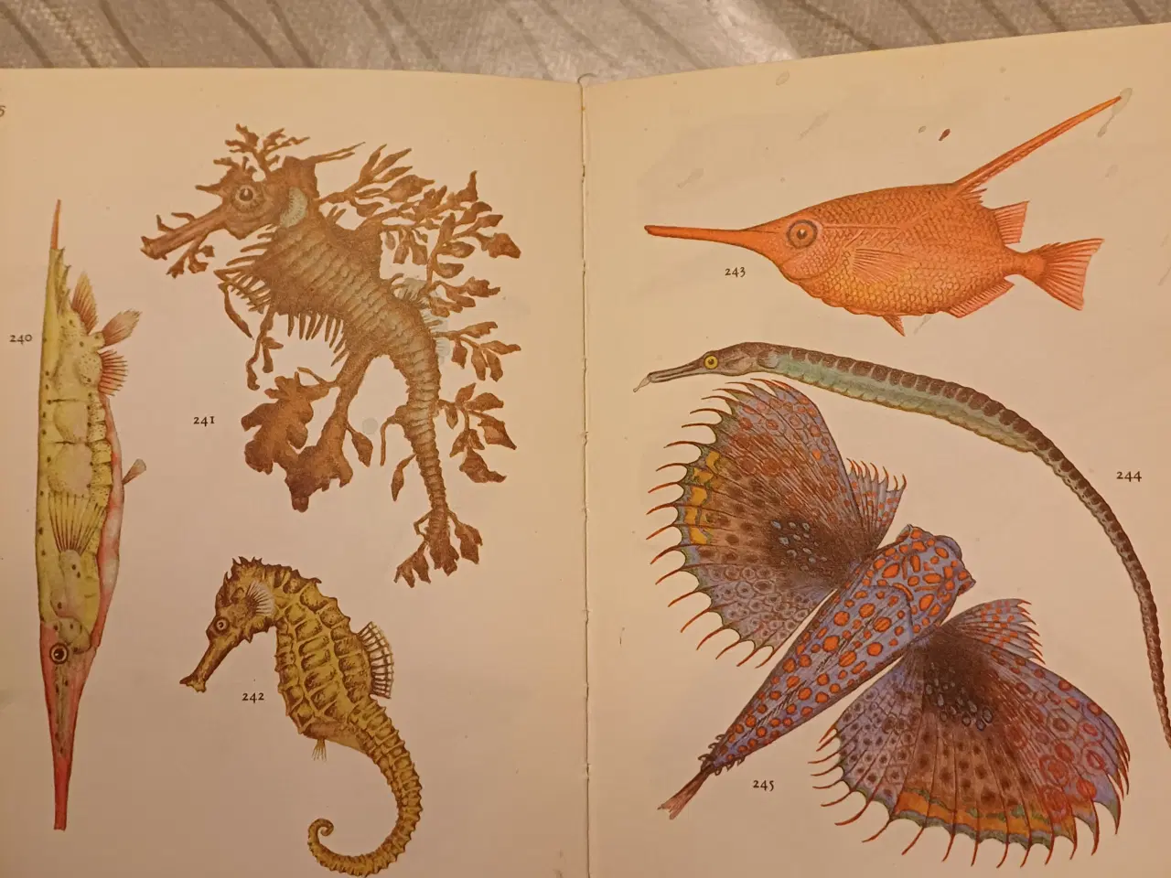 Billede 4 - Opslagsbøger om fugle, fisk, husdyr og havets dyr 