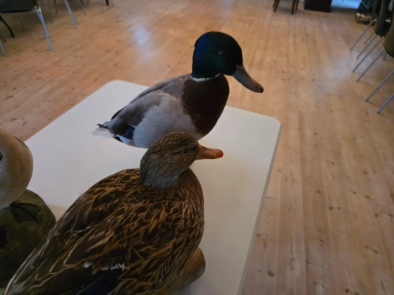 Billede 3 - Svømmeænder sælges samlet eller hver for sig