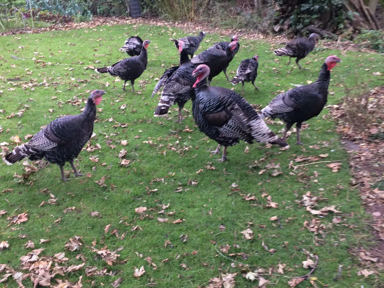 Billede 4 - Bronzefarvet kalkunkyllinger