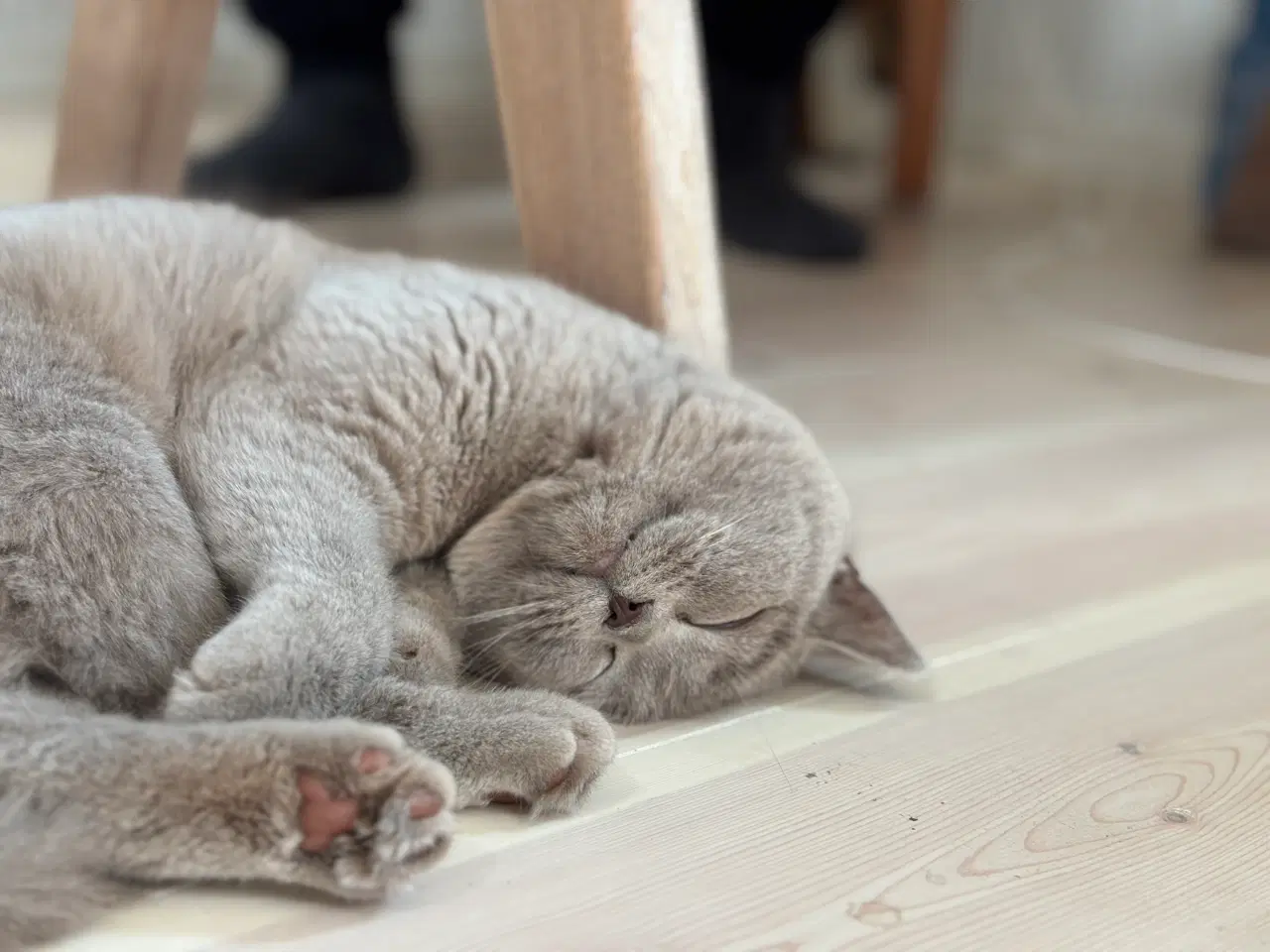 Billede 6 - British shorthair killinger