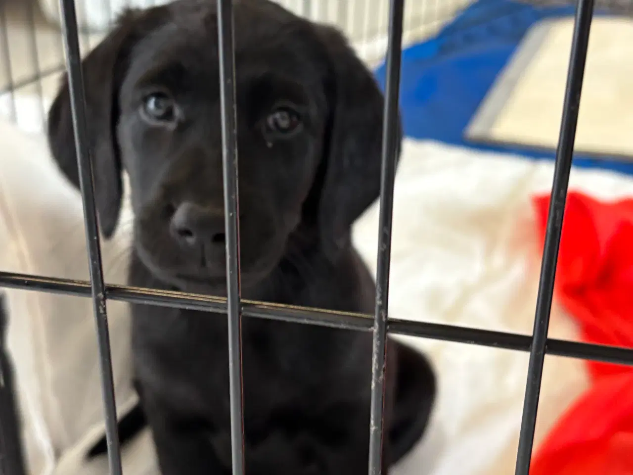 Billede 2 - Labrador Retriever blanding