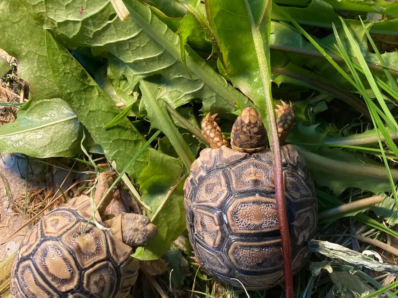 Billede 2 - Leopardskildpadde unger