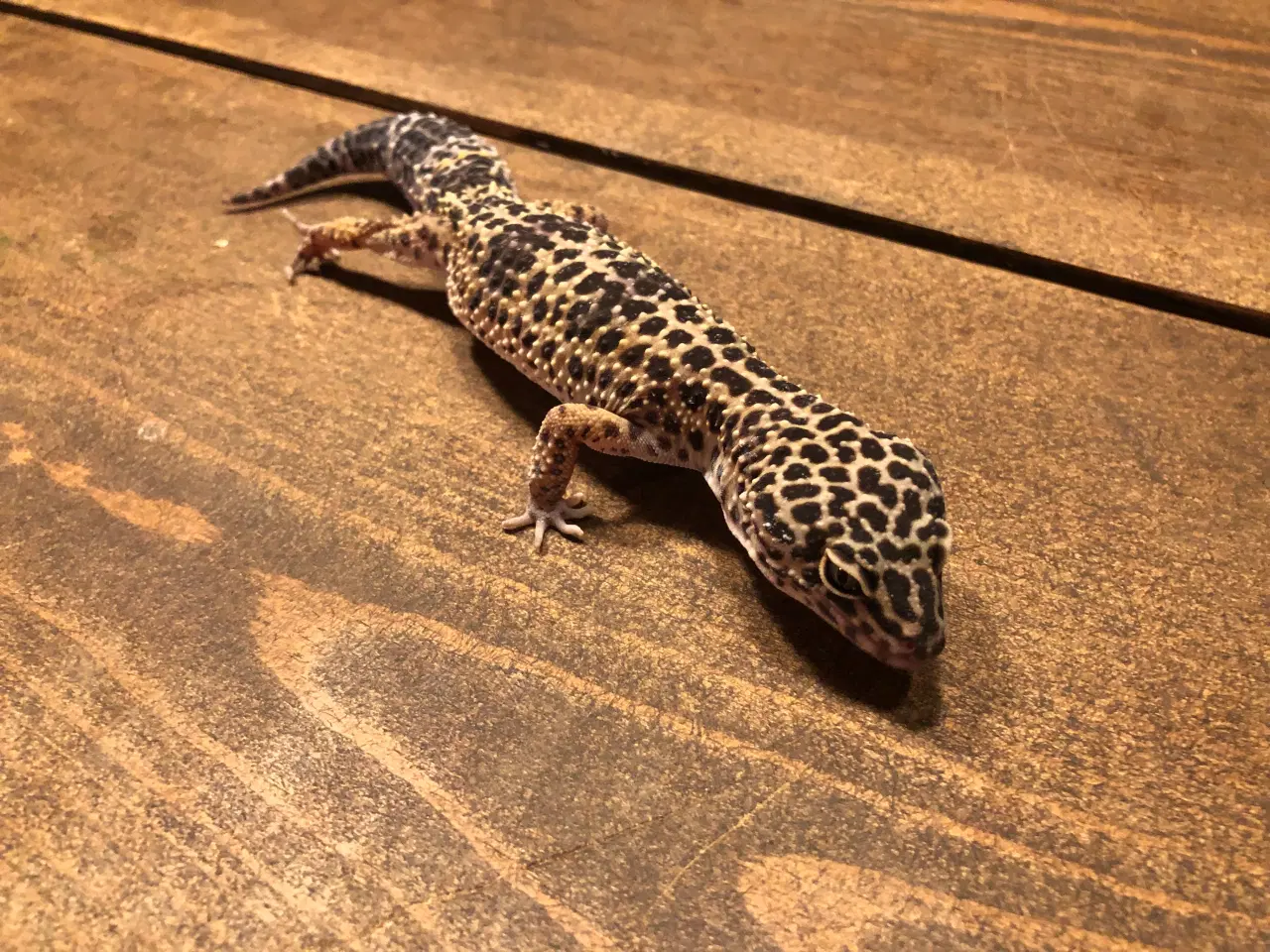 Billede 5 - Terrarie incl. 2 leopardgekkoer