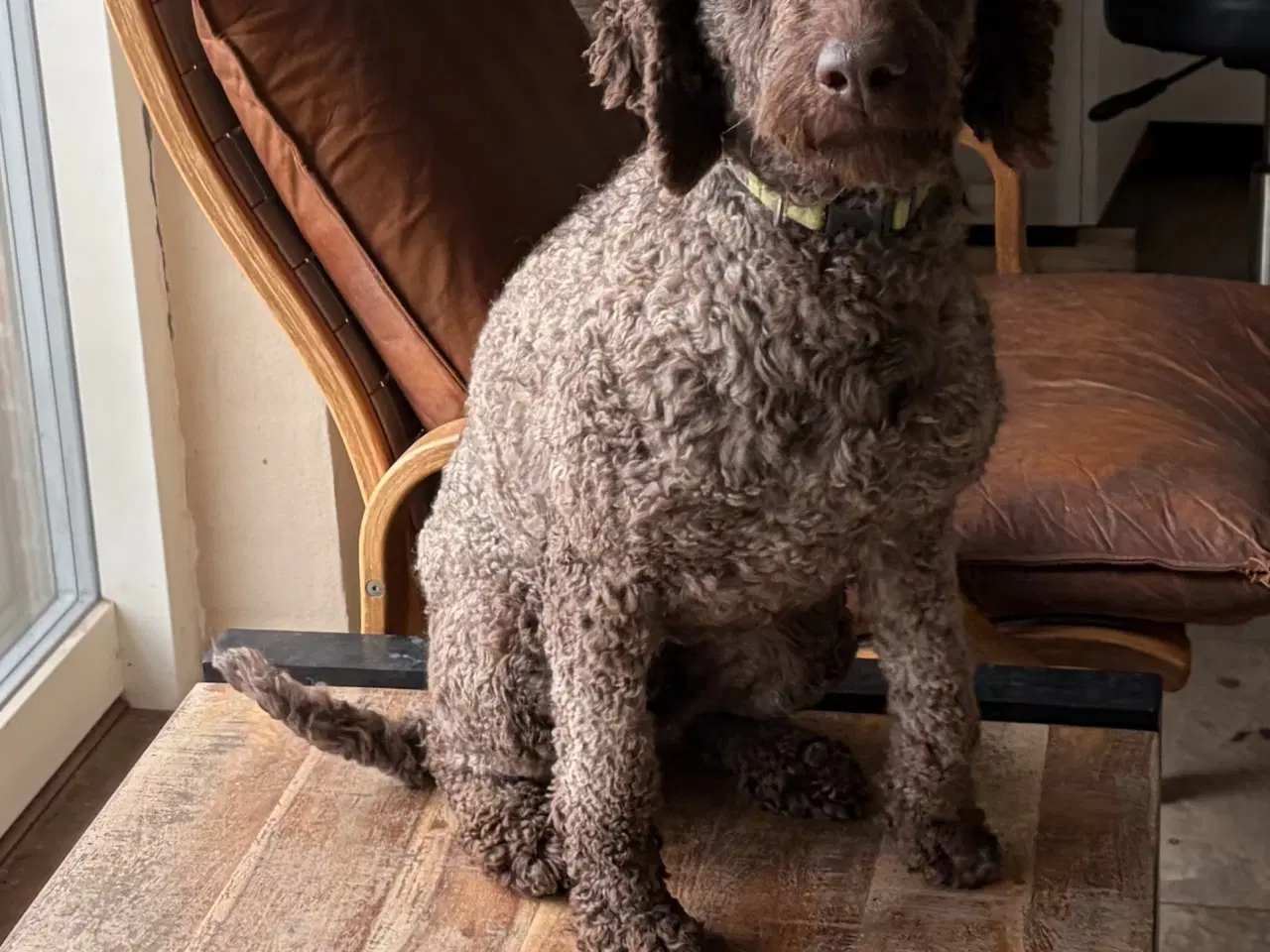 Billede 11 - 2 voksne mellem puddel piger