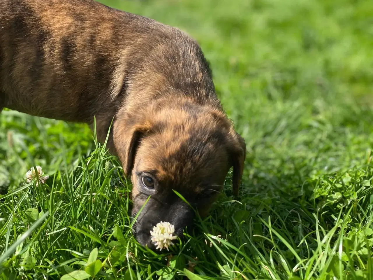 Billede 14 - Blanidning hundehvalpe sælges