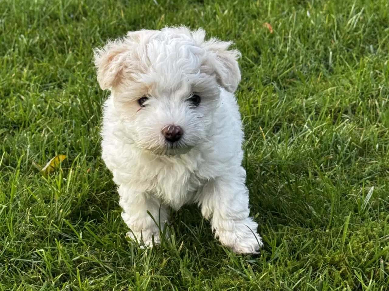 Billede 12 - Maltipoo Puddel Maltese