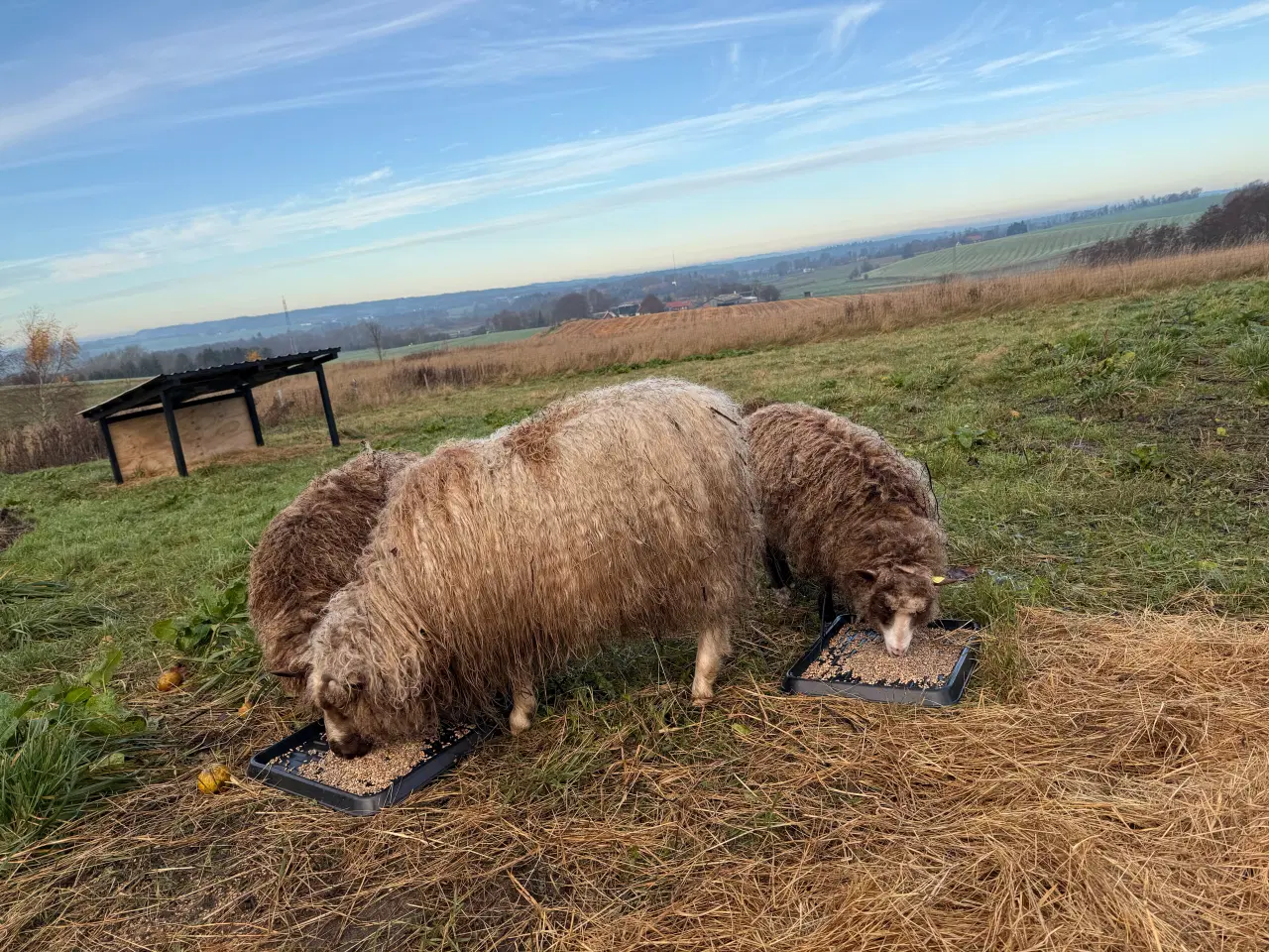 Billede 5 - Spælsau vædder fra 2025