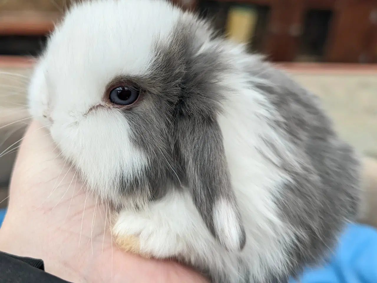 Billede 4 - Minilop kaninunge sælges