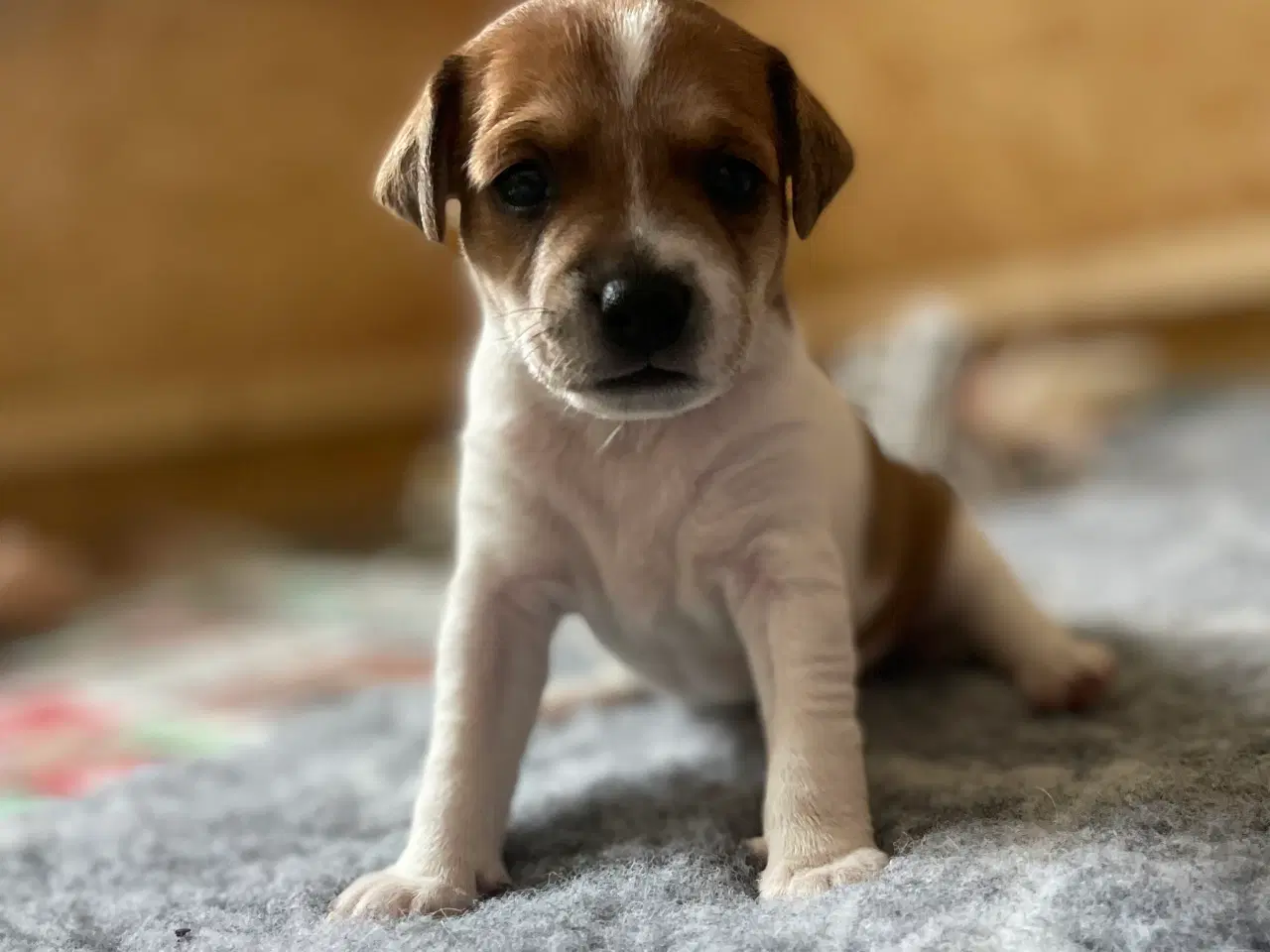 Billede 4 - Hvalpe til salg