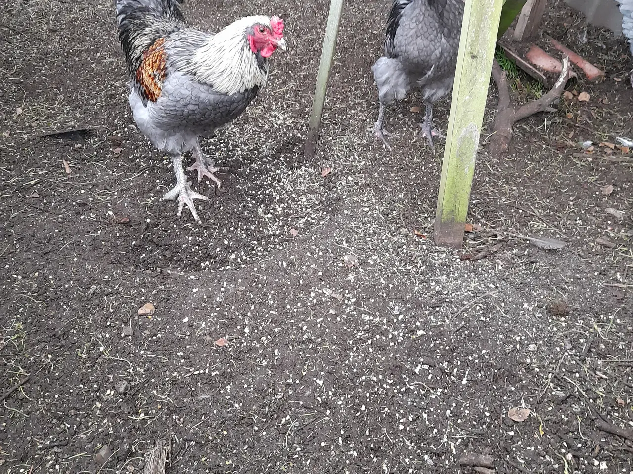 Billede 1 - Maraner Kokke