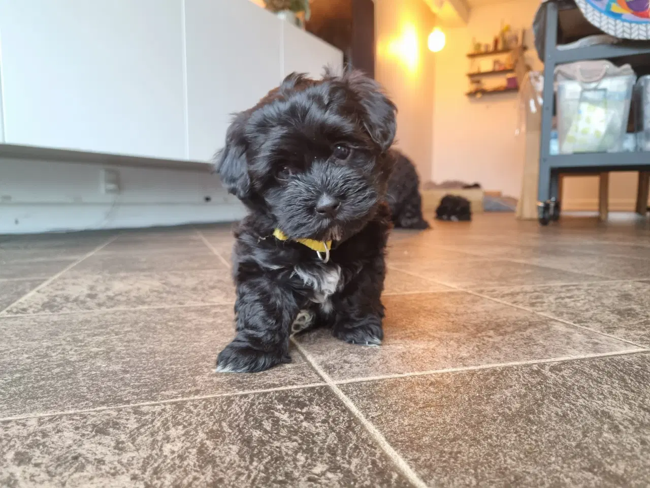 Billede 7 - Skønne Bichon Havanais-hvalpe søger kærlige hjem