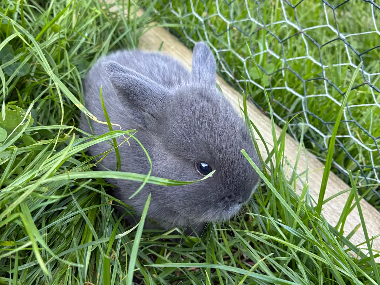 Billede 2 - Dværgvædder/dværgkaniner sælges