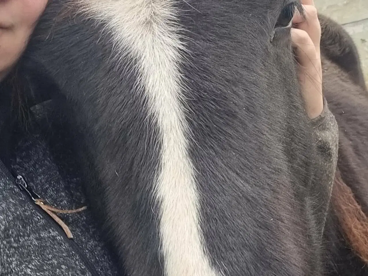 Billede 2 - Barock/tinker hingst