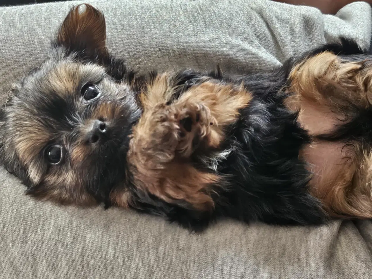 Billede 7 - 4 skønne Yorkshire Terrier hvalpe sælges 