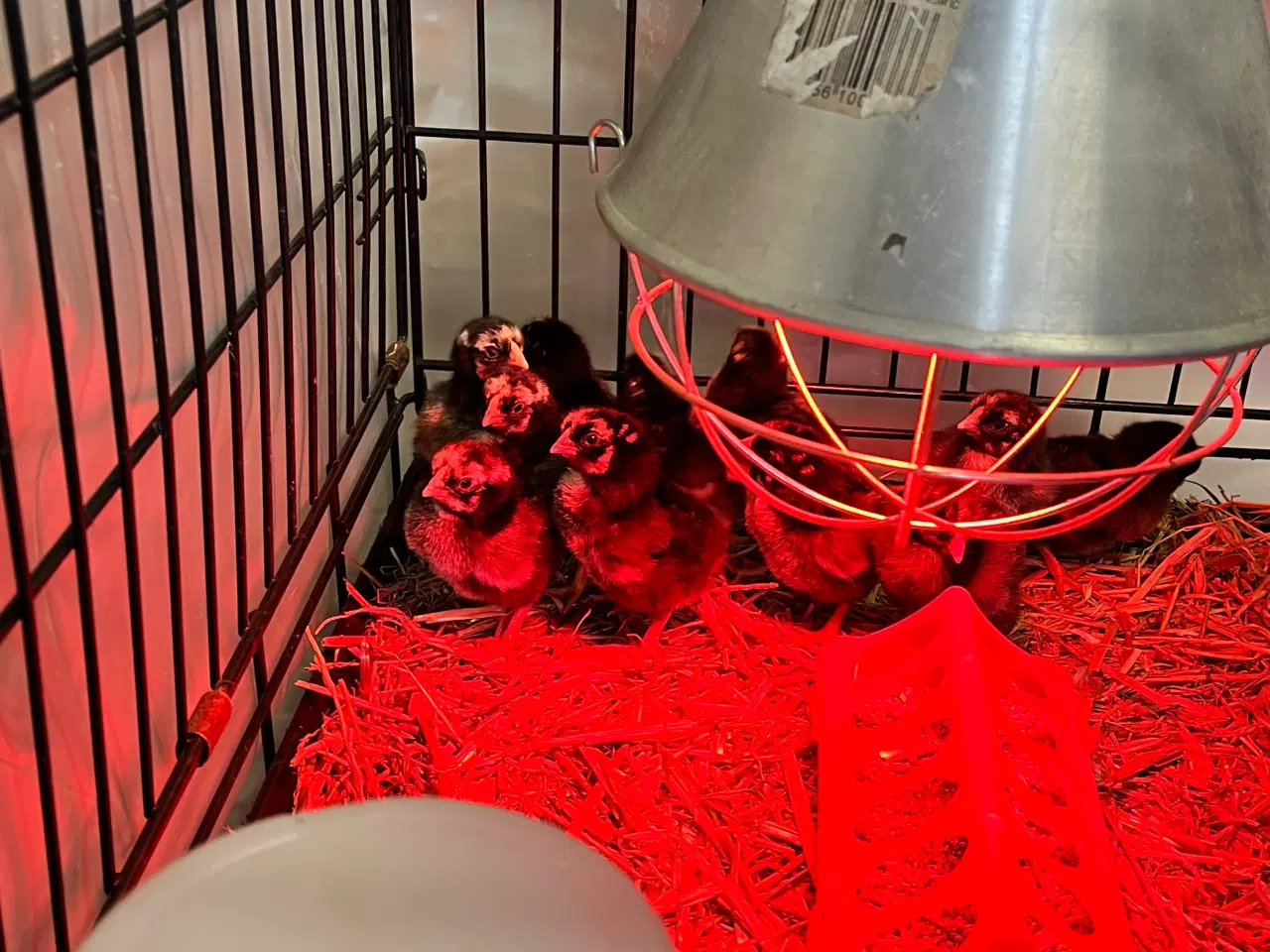 Billede 3 - Daggamle kylling af sølv sortrandet wyandotter