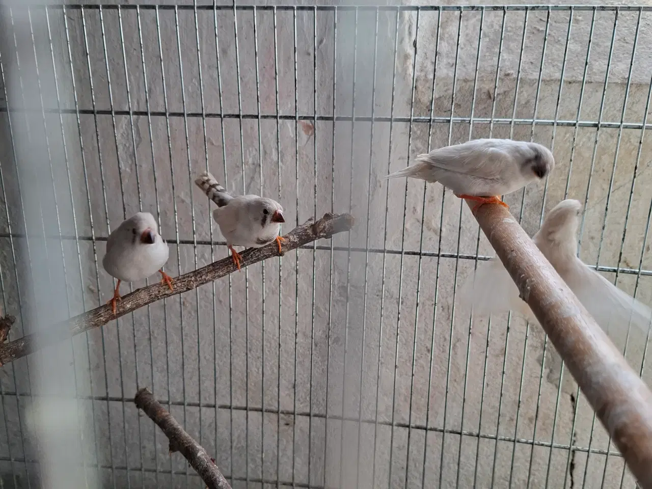 Billede 5 -  Zebrafinker unger 