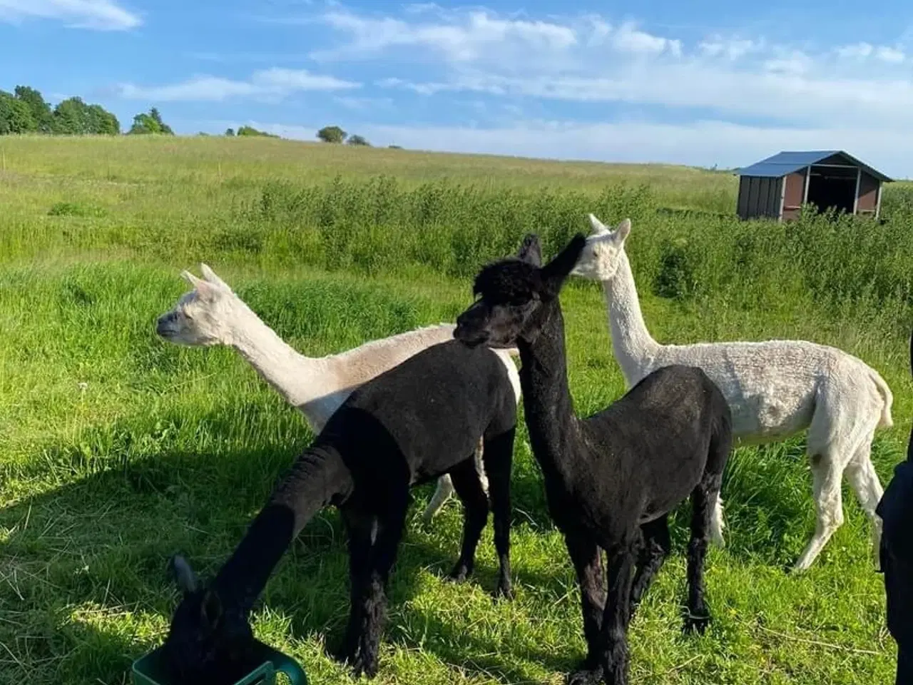 Billede 1 - 4 Alpaca til salg