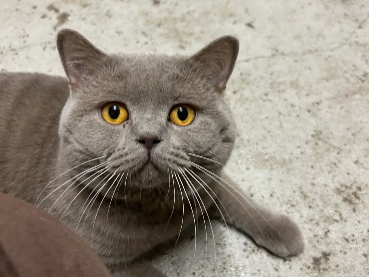 Billede 4 - British shorthair killinger sælges